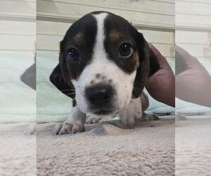 Beagle-Unknown Mix Dogs for adoption in Foristell, MO, USA