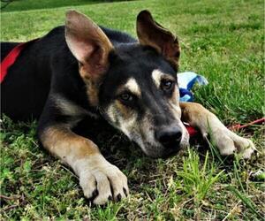German Shepherd Dog-Unknown Mix Dogs for adoption in Centerton, AR, USA