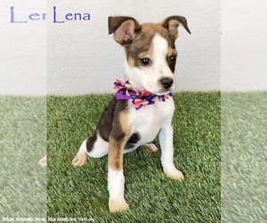 Jug Dogs for adoption in San Diego, CA, USA