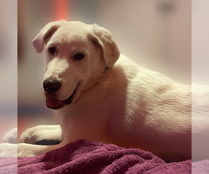 Great Pyrenees Dogs for adoption in Bountiful, UT, USA
