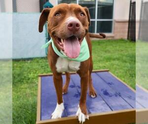 Labrador Retriever-Unknown Mix Dogs for adoption in San Antonio, TX, USA