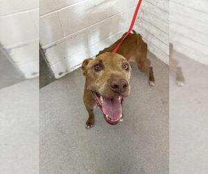 American Pit Bull Terrier Dogs for adoption in San Bernardino, CA, USA