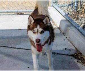 Siberian Husky Dogs for adoption in Martinez, CA, USA