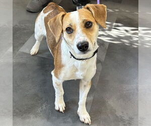 Jack-A-Bee Dogs for adoption in Batavia, OH, USA