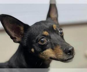 Miniature Pinscher Dogs for adoption in Ames, IA, USA