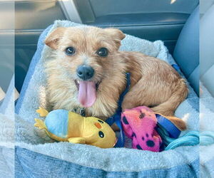 Chihuahua-Unknown Mix Dogs for adoption in Newport Beach, CA, USA