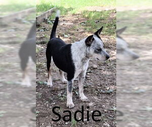 Mutt Dogs for adoption in Mountain View, AR, USA