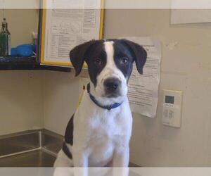American Pit Bull Terrier-Anatolian Shepherd Mix Dogs for adoption in Sacramento, CA, USA