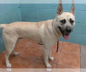 German Shepherd Dog-Unknown Mix Dogs for adoption in Downey, CA, USA
