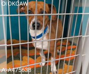 Chihuahua Dogs for adoption in Oklahoma City, OK, USA