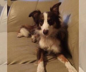 Border Collie Dogs for adoption in Crestview, FL, USA