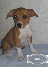 Rat-Cha Dogs for adoption in Lafayette, LA, USA