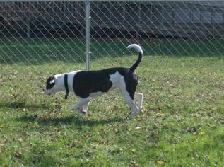 American Bulldog Dogs for adoption in Cedar Rapids, IA, USA