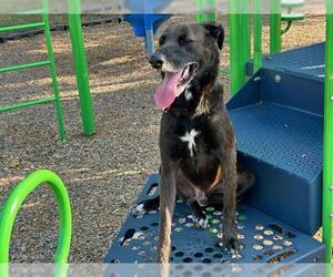 German Shepherd Dog-Unknown Mix Dogs for adoption in Houston, TX, USA