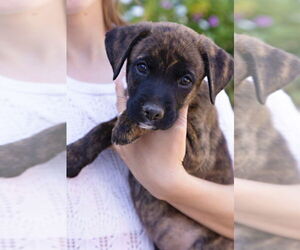 Boxer Dogs for adoption in Dana Point, CA, USA