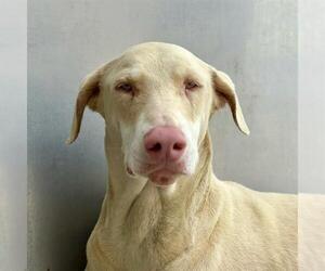 Doberman Pinscher Dogs for adoption in Camarillo, CA, USA
