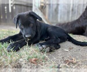 Labrador Retriever-Unknown Mix Dogs for adoption in Clovis, CA, USA