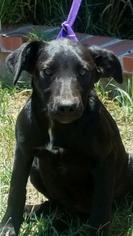 Shepradors Dogs for adoption in Campbell, CA, USA