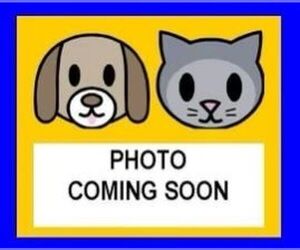 Bull Terrier-Unknown Mix Dogs for adoption in San Antonio, TX, USA