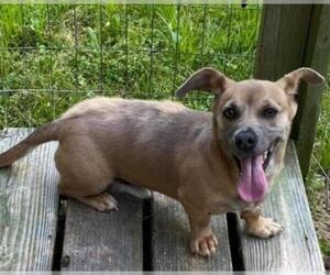 Dachshund-Unknown Mix Dogs for adoption in Clintwood, VA, USA