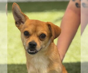 Chihuahua-Unknown Mix Dogs for adoption in Canton, CT, USA