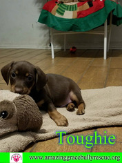 Dachshund-Doberman Pinscher Mix Dogs for adoption in Pensacola, FL, USA
