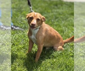 Chihuahua-Unknown Mix Dogs for adoption in Batavia, NY, USA