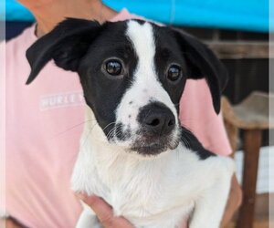 Lab-Pointer Dogs for adoption in Anniston, AL, USA