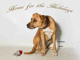 Boxador Dogs for adoption in Moreno Valley, CA, USA