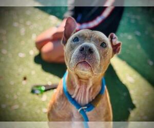 American Pit Bull Terrier Dogs for adoption in Orlando, FL, USA