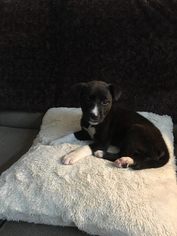 Medium Photo #1 Sheprador Puppy For Sale in McKinney, TX, USA