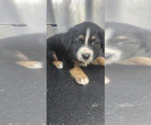 Mutt Dogs for adoption in San Antonio, TX, USA