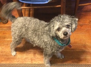Poodle (Miniature) Dogs for adoption in Non LIsted, WI, USA