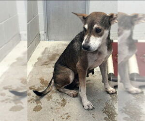 German Shepherd Dog-Unknown Mix Dogs for adoption in Rosenberg, TX, USA