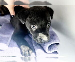 Labrador Retriever-Unknown Mix Dogs for adoption in Houston, TX, USA