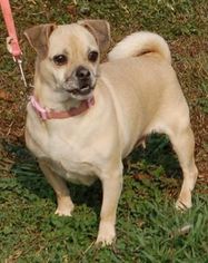 Pug Dogs for adoption in Winder, GA, USA