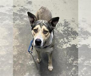 Mutt Dogs for adoption in Tallahassee, FL, USA