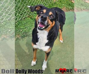 Mutt Dogs for adoption in Maryville, TN, USA