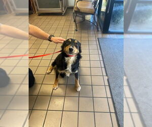 Mutt Dogs for adoption in Burbank, CA, USA