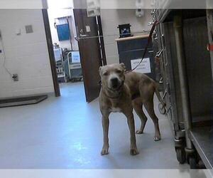 American Pit Bull Terrier Dogs for adoption in Fayetteville, NC, USA