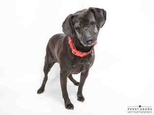 Labbe Dogs for adoption in Nashville, TN, USA