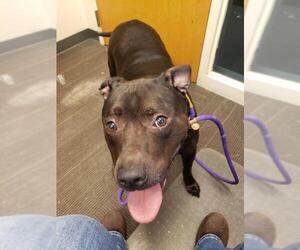 American Pit Bull Terrier Dogs for adoption in West Valley, UT, USA