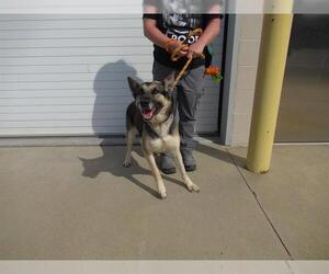 German Shepherd Dog Dogs for adoption in Louisville, KY, USA