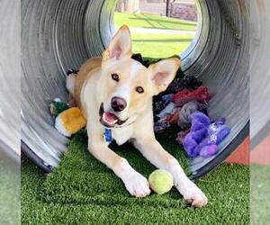 German Shepherd Dog-Huskies  Mix Dogs for adoption in Peralta, NM, USA