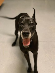Great Dane Dogs for adoption in Groveland, FL, USA