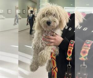 Poodle (Miniature)-Unknown Mix Dogs for adoption in Long Beach, CA, USA