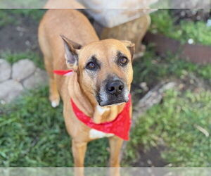 American Pit Bull Terrier-Unknown Mix Dogs for adoption in Tulsa, OK, USA