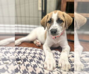 German Shepherd Dog-Great Pyrenees Mix Dogs for adoption in Corona, CA, USA