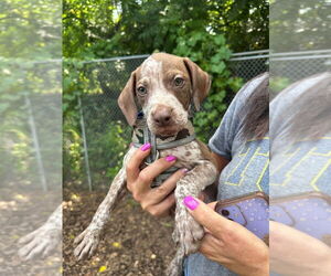 American Staffordshire Terrier-German Shorthaired Pointer Mix Dogs for adoption in Lawrenceville, NJ, USA