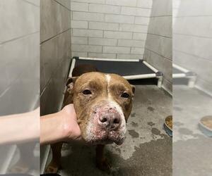 American Pit Bull Terrier-Unknown Mix Dogs for adoption in Stockton, CA, USA